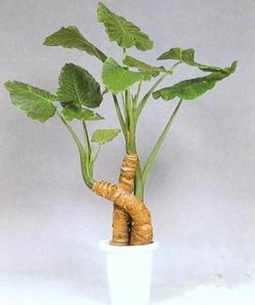 滴水观音植物图片，滴水观音的养殖方法