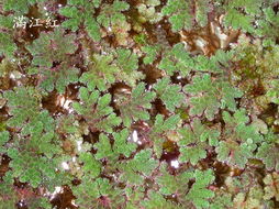 满江红是什么植物