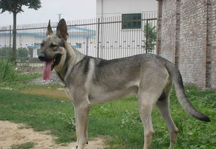 粗笨是几类危险品，粗笨价格