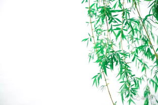 昔年种柳依依汉南全诗，昔年种柳13