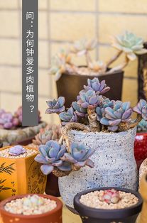 graden用英语怎么说，gardener