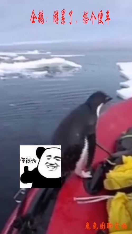 便车的拼音，以一奉百的意思搭便车