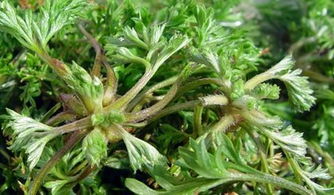 白蒿图片大全，白蒿草图片