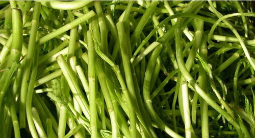 蒌蒿是什么意思,蒌蒿的拼音怎么写,蒌蒿怎么读