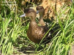白鸭跟灰鸭哪个下蛋多