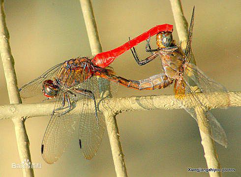 蜻蜓的拼音，蜻蜓切