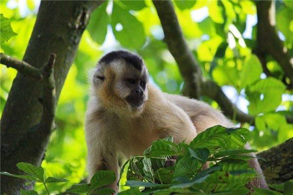 1992年属什么生肖??