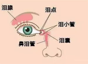 泪液分泌试验，泪液是什么