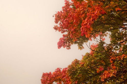 青竹丹枫解释和意思，青竹丹枫比喻什么生肖