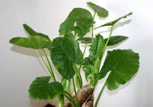 滴水观音是什么