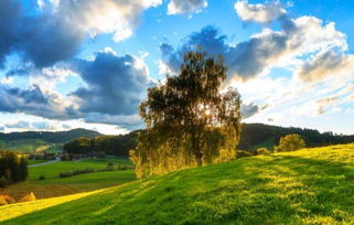 温暖的阳光写一个句子