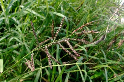 兔子草图片长什么样子，兔子草长什么样子