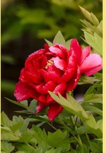 王维的五言绝句《红牡丹》赏析