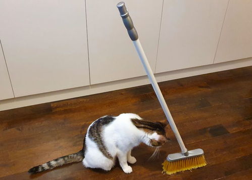 扫把,拖布,垃圾铲等词用英语怎么说?