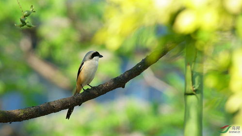 伯劳飞燕 伯劳的意思，伯劳飞燕指什么生肖动物