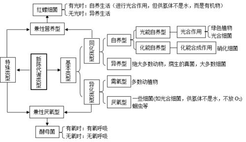 新陈代谢什么意思?