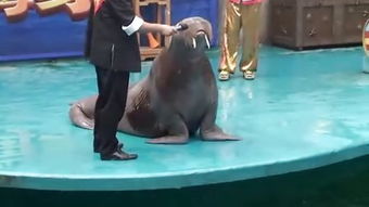 海师附中录取分数线2023，海师附中官网