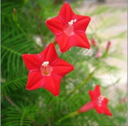 万花丛中一点红的五角星花