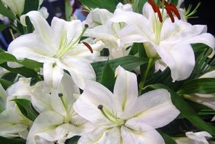 百合花的特点和象征，火星之恋重瓣百合花的特点