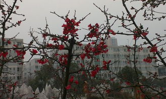 海棠春叙小说踏枝子免费阅读，海棠春睡玉帝杨戬鬓边不是