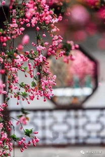 以乐景写哀情的小片段200字，以乐景写哀情作文