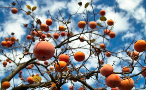 英语单词“柿子”怎么写?