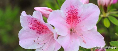 公园春天都开什么花，春天都开什么花 花名