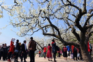 求一篇苍溪2023年梨花节记叙文800