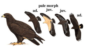 乌雕鸮，乌雅成璧