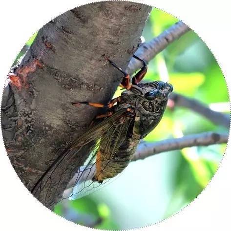 緌和纟委哪个是正确的，緌怎么读 拼音