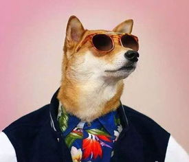 狗脑贡茶多少钱一斤，狗脑贡绿茶