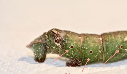 虫加甘念什么拼音，虫加一个甘