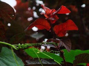 加入红叶故事,真的可以找到跨国恋人吗?