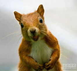 松鼠认主人吗?