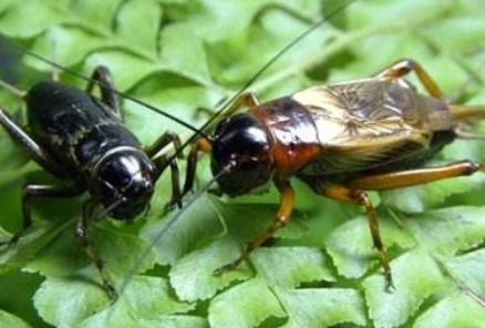 蟀组词三年级，蟀组词10个