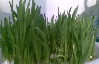 怎么种蒜苗土培，用水怎么种蒜苗