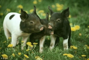 一龙一猪是不是成语