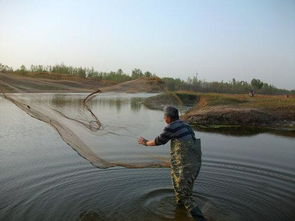 数罟不入洿池,鱼鳖不可胜食也。的翻译是什么?