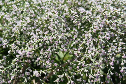 枚的四字词语有哪些词语组词，含有梅的四字词语