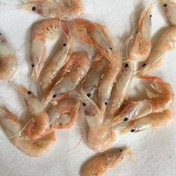 米虾养殖条件,米虾喜欢什么饵料