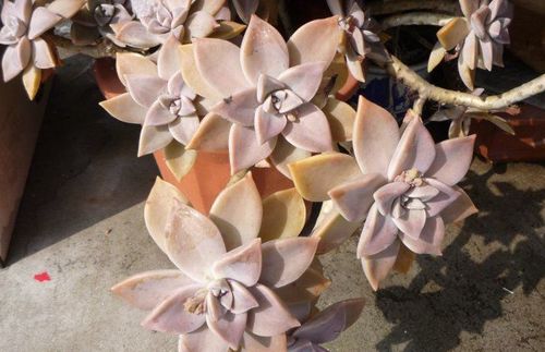 《甄嬛传》胧月是谁的孩子?