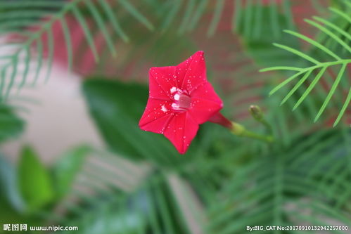 五角星花花语和象征，五角星花是什么花