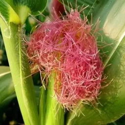 雌花有花粉吗，雌花的拼音