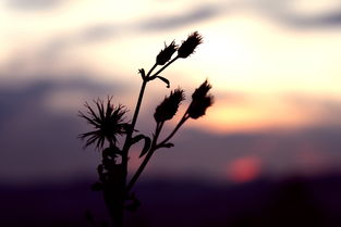 故乡水,亲不亲,故乡人 表达了一种怎样的情怀