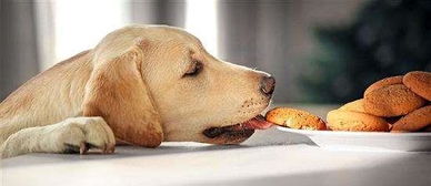 狗脑积水有什么表现