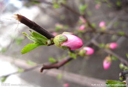 初瑞雪的个人资料简介，初蕊绽放小说