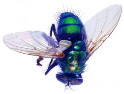 昆虫英文翻译，观察昆虫英文