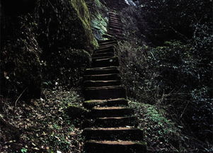 《爱情天梯》免费在线观看完整版高清,求百度网盘资源