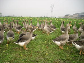 郎德鹅图片，朗德鹅简介