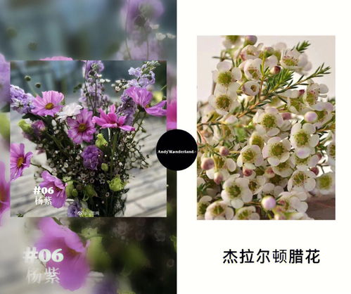 腊梅花图片，腊梅的养殖方法和注意事项